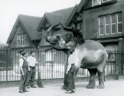 Ein geschmückter Indischer Elefant, mit drei Pflegern und Trainer, außerhalb des Elefantenhauses im Londoner Zoo im Jahr 1927 von Frederick William Bond