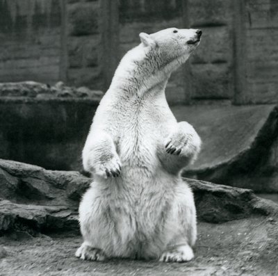 Ein weiblicher Eisbär sitzt auf ihren Hinterbeinen auf den Mappin Terrassen im London Zoo, September 1928 von Frederick William Bond