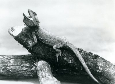 Ein gähnender Bartagame, der sich an einem Baumstamm festhält, Londoner Zoo, August 1928 von Frederick William Bond