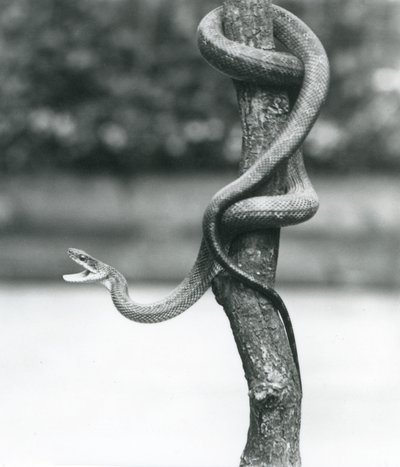 Eine fauchende Texas-Rattenschlange, die sich um einen vertikalen Ast windet, London Zoo, August 1928 (s/w Foto) von Frederick William Bond