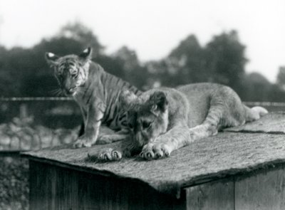 Ein Löwen- und ein Tigerjunges sitzen zusammen auf dem Dach ihres Geheges, Londoner Zoo, September 1925 von Frederick William Bond