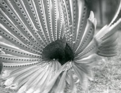 Ein männlicher Argusfasan, Balzdisplay, London Zoo, Januar 1926 von Frederick William Bond