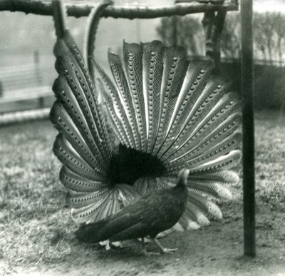 Ein männlicher Argusfasan, Balzdisplay, mit einem Weibchen neben ihm, London Zoo, Januar 1926 von Frederick William Bond