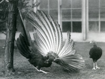 Ein männlicher Argusfasan, oder Großer Argus, zeigt seine Flügel- und Schwanzfedern, während ein Weibchen vor ihm steht, London Zoo, Januar 1926 von Frederick William Bond