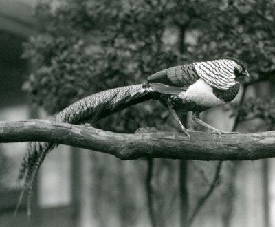Ein männlicher Lady-Amherst-Fasan, gehend entlang eines horizontalen Astes, im Londoner Zoo im Jahr 1926 von Frederick William Bond