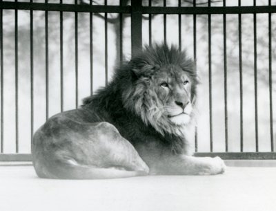 Ein männlicher Löwe ruht in seinem Gehege im Londoner Zoo im März 1925 von Frederick William Bond