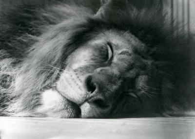 Ein männlicher Löwe schläft in seinem Gehege im Londoner Zoo 1924 von Frederick William Bond