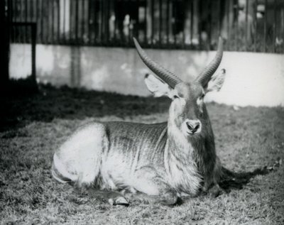 Ein männlicher Wasserbock, der im Gras in seinem Gehege im Londoner Zoo 1928 liegt von Frederick William Bond