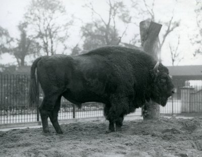 Ein männlicher Europäischer Bison steht auf dem Gras in seinem Gehege. Londoner Zoo, Oktober 1927. Die gefährdeten Europäischen Bisons sind auch als Wisent oder Europäischer Waldbison bekannt. von Frederick William Bond
