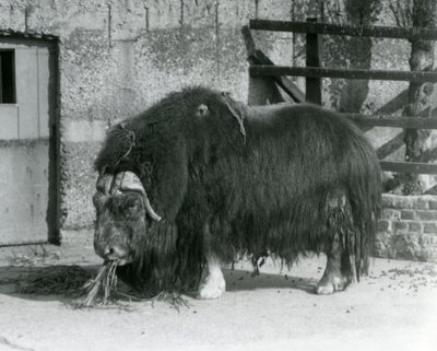 Ein ausgewachsener Moschusochse, auch Moschus-Ochse und Moschus-Ochse geschrieben, steht und frisst in seinem Gehege im Londoner Zoo im Jahr 1931 (s/w Foto) von Frederick William Bond