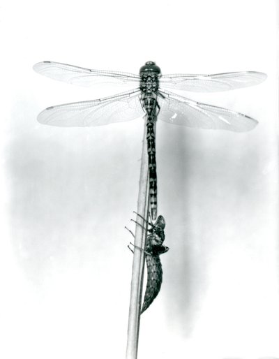 Eine neu geschlüpfte Goldringlibelle trocknet ihre Flügel, während sie auf einem Schilfrohr über ihrer leeren Larvenhülle ruht, London Zoo, 1925 von Frederick William Bond