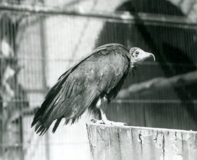 Ein heute kritisch gefährdeter Kapgeier auf einem Baumstamm, Londoner Zoo, September 1925 von Frederick William Bond