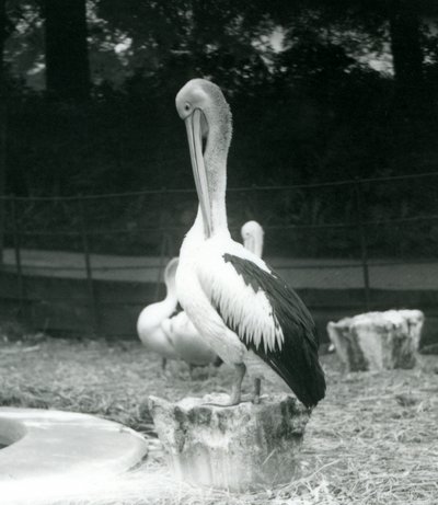 Ein Pelikan, der auf einem Baumstumpf steht und seinen Hals putzt, Londoner Zoo, September 1925 von Frederick William Bond