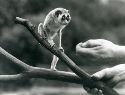 Ein Schlanklori auf einem Ast, gehalten von einem Pfleger, Londoner Zoo, August 1926 von Frederick William Bond