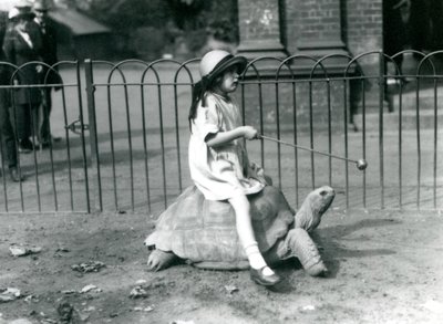 Ein kleines Mädchen, Betty, hält einen Stock mit einem Apfel am Ende, um die Riesenschildkröte zu führen, auf der sie reitet, London Zoo, 1924 von Frederick William Bond
