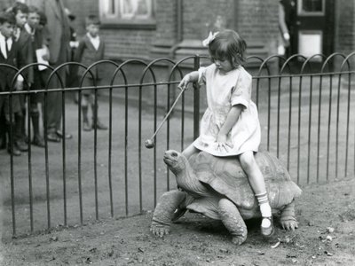 Ein kleines Mädchen, Betty, hält einen Stock mit einem Apfel, um die Riesenschildkröte zu führen, auf der sie reitet, Londoner Zoo, 1924 von Frederick William Bond