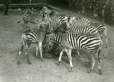 Eine kleine Herde von Chapmans Zebras, einschließlich Jungtiere, London Zoo, 1923 von Frederick William Bond