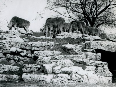 Eine kleine Herde von Gemeinen Elenantilopen, die zwischen den Felsen im Elenantilopen-Gehege im Londoner Zoo im Juni 1925 grasen von Frederick William Bond