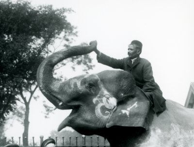Ein Trainer, sitzend auf dem Hals eines geschmückten Indischen Elefanten, während er nach vorne greift, um das Ende seines aufgerichteten Rüssels zu halten, Londoner Zoo, 1927 von Frederick William Bond