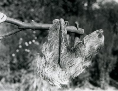 Ein Zweifingerfaultier, das an einem abgeschnittenen Ast hängt, gehalten von einem Pfleger, Londoner Zoo, September 1925 von Frederick William Bond
