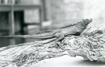 Ein gefährdeter Segelflossenleguan ruht auf einem Baumstamm im Londoner Zoo 1928 von Frederick William Bond