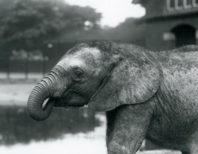Ein junger afrikanischer Elefant mit dem Ende seines Rüssels im Mund, Londoner Zoo, August 1925 von Frederick William Bond