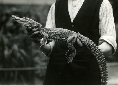 Ein junger amerikanischer Alligator, gehalten von seinem Wärter, Londoner Zoo, 1924 von Frederick William Bond