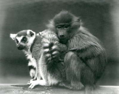 Ein junger Pavian kuschelt sich an einen Katta auf einem Balken, London Zoo, 1925 von Frederick William Bond