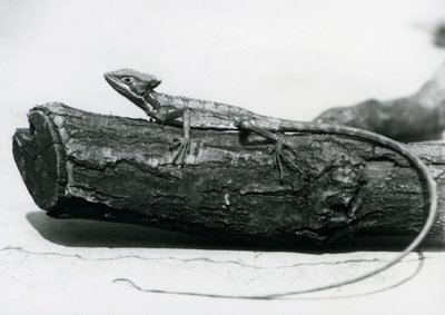 Ein junger Basilisk auf einem Baumstamm im Londoner Zoo im August 1928 von Frederick William Bond