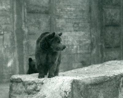 Ein junger Braunbär im Londoner Zoo, Juni 1914 von Frederick William Bond