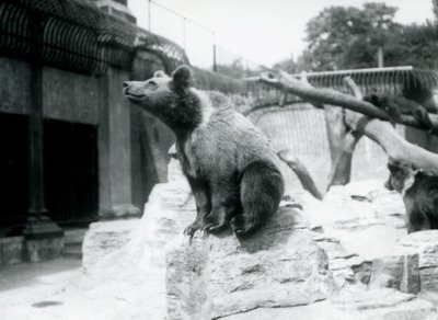 Ein junger Braunbär sitzt auf einem Felsen im Vordergrund, ein anderer läuft dahinter und ein dritter schläft auf einem Ast, Londoner Zoo, August 1913 von Frederick William Bond
