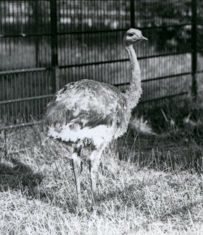 Ein junger Darwin-Strauß, der auf Gras steht, neben dem Zaun seines Geheges, Londoner Zoo von Frederick William Bond