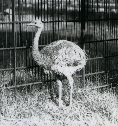 Ein junger Darwin-/Kleiner Nandu steht auf Gras, neben dem Zaun seines Geheges, Londoner Zoo von Frederick William Bond