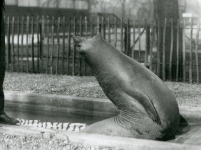 Ein junger Elefantenrobbe, der sich rückwärts streckt, London Zoo von Frederick William Bond