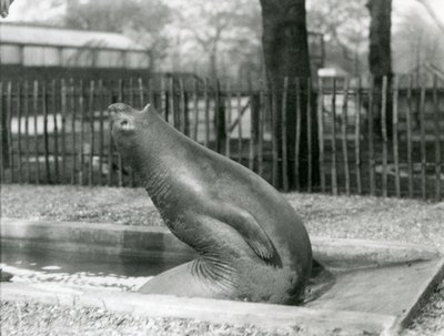 Ein junger Elefantenrobbe, der sich rückwärts streckt, London Zoo von Frederick William Bond