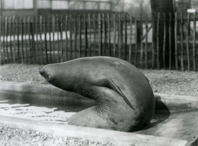 Ein junger See-Elefant, der sich rückwärts streckt, London Zoo von Frederick William Bond