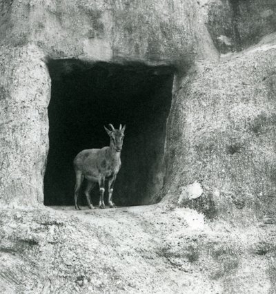 Ein junger Griechischer Steinbock, der im Eingang einer Höhle in den künstlichen Felsen der Mappin-Terrassen steht, Londoner Zoo, August 1927 von Frederick William Bond