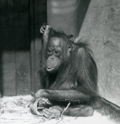 Ein junger Orang-Utan, der in seinem Gehege sitzt, Londoner Zoo, Oktober 1925 von Frederick William Bond