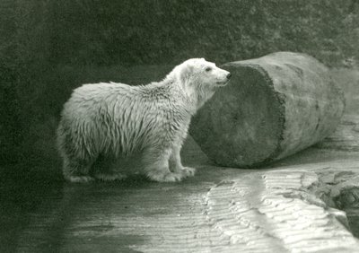 Ein junger Eisbär im London Zoo, November 1924 von Frederick William Bond