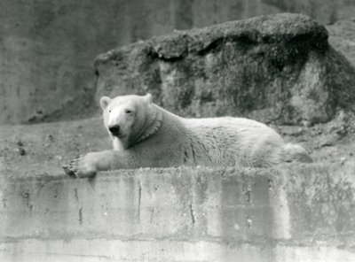 Ein junger Eisbär, ruhend auf einem felsigen Vorsprung in seinem Gehege im Londoner Zoo im Jahr 1927 von Frederick William Bond