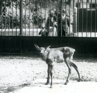 Ein junger Wapiti/Elch steht in seinem Gehege, Besucher schauen durch Gitterstäbe zu, Londoner Zoo, August 1927 (s/w Foto) von Frederick William Bond