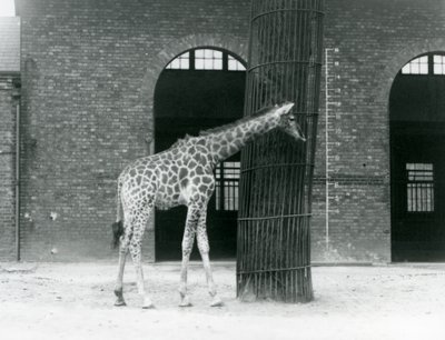 Eine junge weibliche Giraffe, die vor einem Baum im Gehege vor dem Giraffenhaus steht, Londoner Zoo von Frederick William Bond