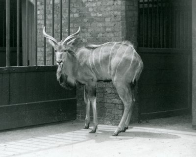 Ein junger männlicher Großer Kudu in seinem Gehege im Londoner Zoo 1929 von Frederick William Bond