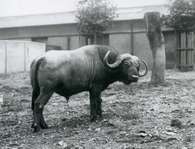 Ein Afrikanischer Büffel im Londoner Zoo, 1927 von Frederick William Bond