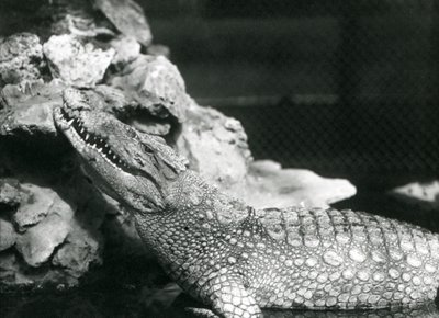 Ein amerikanischer Alligator ruht in einem Pool und schaut zu den Felsen am Rand des Pools, Londoner Zoo von Frederick William Bond