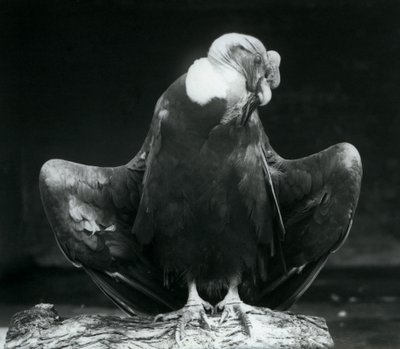 Ein Andenkondor ruht auf einem Baumstamm, London Zoo, 1925 von Frederick William Bond