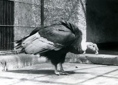 Ein Anden-Geier steht auf dem Boden seines Geheges im Londoner Zoo im Juli 1925 von Frederick William Bond