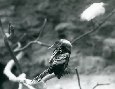 Ein Anhinga-Amerikanischer Schlangenhalsvogel sitzt auf einem Ast im Londoner Zoo im September 1927 von Frederick William Bond