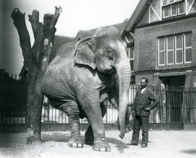 Ein asiatischer Elefant, der sich an einem toten Baum kratzt, während er auf drei Beinen balanciert, mit seinem Trainer Syed Ali, der zusieht, Londoner Zoo von Frederick William Bond