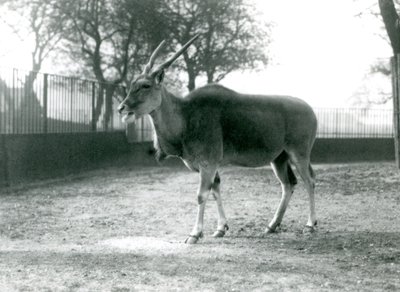 Ein Elenantilope in ihrem Gehege im Londoner Zoo im Juni 1925 von Frederick William Bond